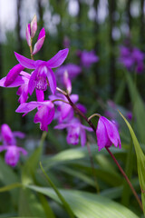 The name of these flowers is 