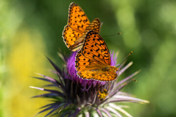 Nymphalidae / Güzel İnci / / Argynnis aglaja