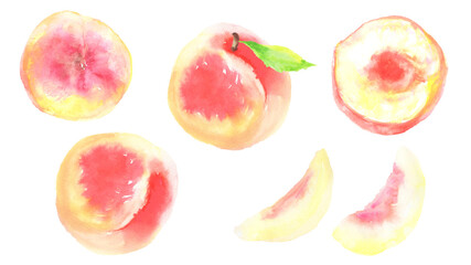 Illustration of peach drawn in watercolor