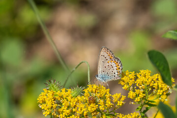 Lycaenidae / İdas Mavisi / / Plebejus idas