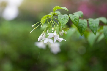 Wrightia religiosa Benth bloom on tree with rain drops in the garden on blur nature background.