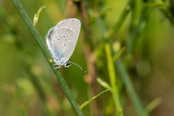 Lycaenidae / Minik Kupid / / Cupido minimus