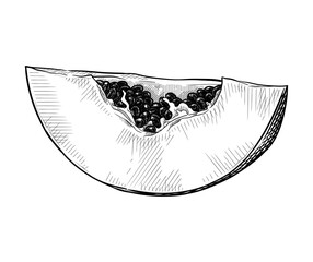 Hand drawn sliced papaya. Vector illustration isolated on white background.