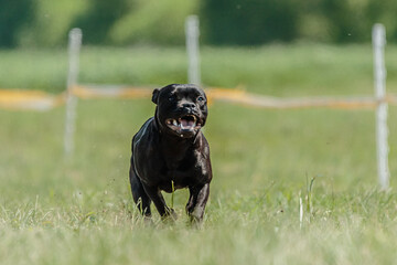 Staffordshire Bull Terrier dog running in the field on competition