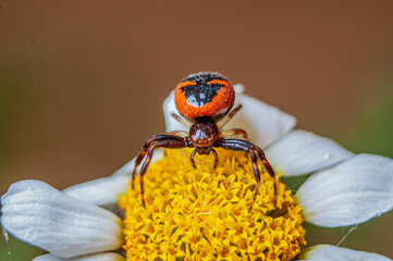 Arana napoleon, Napoleon spider above a flower