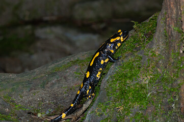 Closeup shot of Fire salamander, Salamandra comun