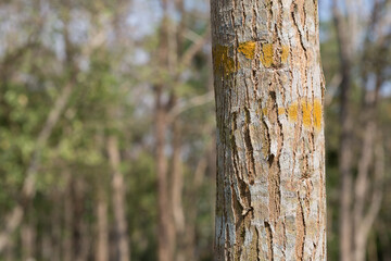 Dalbergia cochinchinensis of tropical forest in Asia	