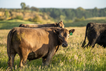 Angus and Murray Grey Cows grazing on green grass