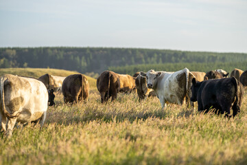 Angus and Murray Grey Cows grazing on green grass