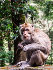 Portrait of a Macaque