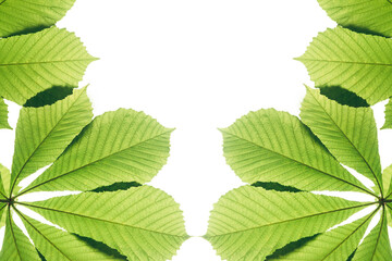 green chestnut leaves pattern on white background. nature background. flat lay leaves texture. top view