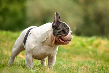 Fototapeta premium Portrait of a white french bulldog puppy with black spots on a background of green grass, copy space