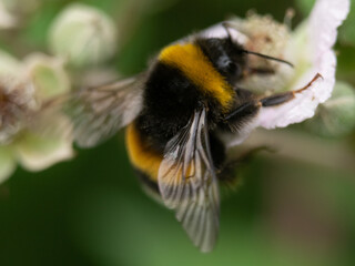 bee on a flower
