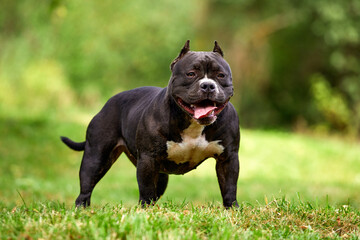 Bitch American bully on the lawn, beautifully posing in front of the camera with all the grace and power of her body, copy space, walk with an American bully