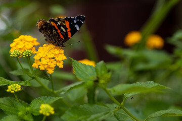 A beautiful orange butterfly on green leaves in a garden background. 