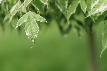 green and white leaves on the green background. decorative tree leaves. nature background. fresh wallpaper concept. selective focus
