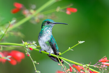 A female Blue-chinned Sapphire hummingbird (Chlorestes notata) perching in a flowering plant with red flowers and a green background.