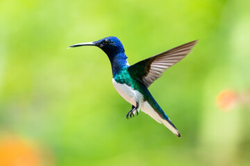 Naklejka na ściany i meble Colorful blue White-necked Jacobin hummingbird (Florisuga mellivora) hovering in flight with a smooth green background.