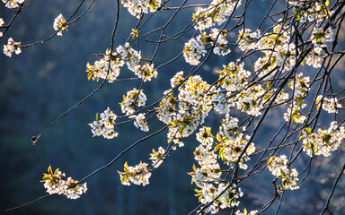 Kirschblüten im Sonnenlicht
