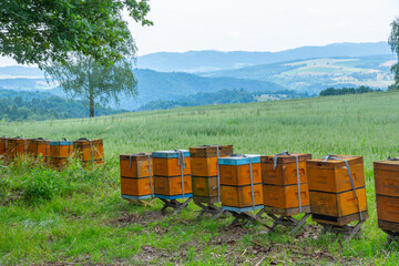 Beekeeping farm in the forest -  Buckwheat honey