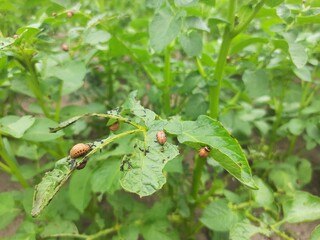the colorado potato beetle