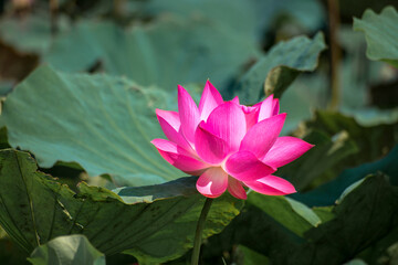Close up Pink Lotus (Nelumbo nucifera Gaertn.) in the lake, colorful pink-white petals with green...