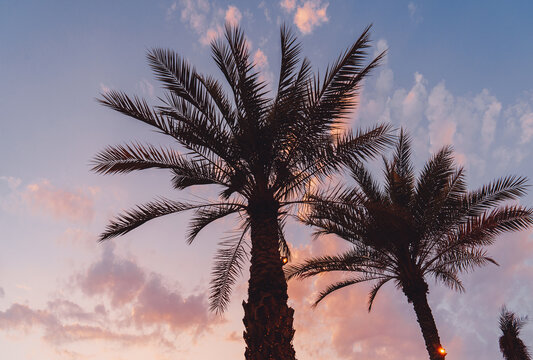 Palm trees against the colorful pink sky during sunset 