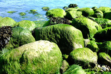 Wilde Natur an der Ostseeküste
