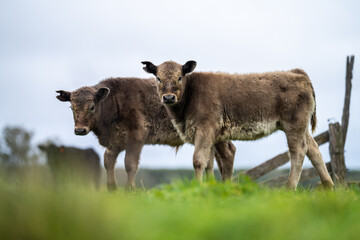 Close up of Angus and Murray Grey Cows eating long pasture in Australia