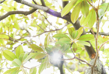 Spring foliage backlit and sun shining through the leaves.