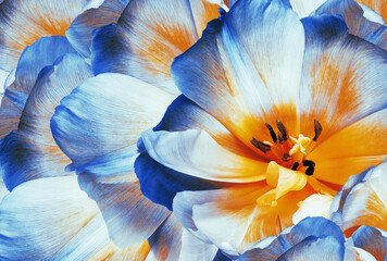 Fototapeta na wymiar Tulips flowers blue. Floral background. Close-up. Nature.