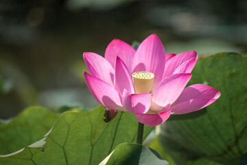 Close up Pink Lotus (Nelumbo nucifera Gaertn.) in the lake, colorful pink-white petals with green...