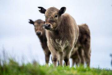 Close up of Angus and Murray Grey Cows eating long pasture in Australia