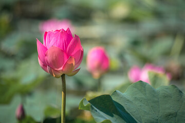 Close up Pink Lotus (Nelumbo nucifera Gaertn.) in the lake, colorful pink-white petals with green nature background