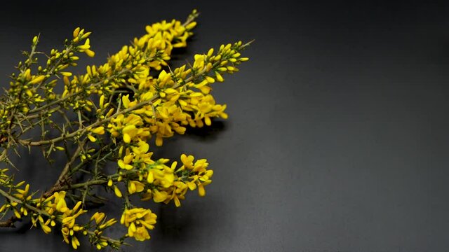 Common gorse plant, scientific name ulex europaeus, yellow flowers, black background Ulex europaeus