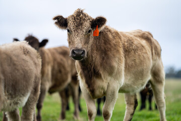 Close up of Angus and Murray Grey Cows eating long pasture in Australia