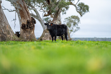 Close up of Angus and Murray Grey Cows eating long pasture in Australia