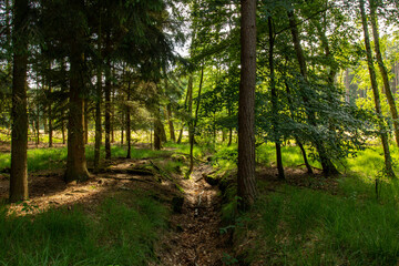 leśny rów © Grzegorz