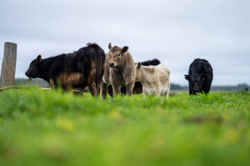 Close up of Angus and Murray Grey Cows eating long pasture in Australia