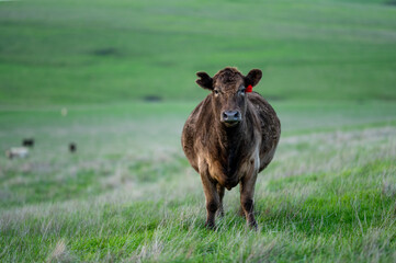 Close up of Angus and Murray Grey Cows eating long pasture in Australia