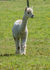 the alpaca a species of South American camelid mammal - obrazy, fototapety, plakaty