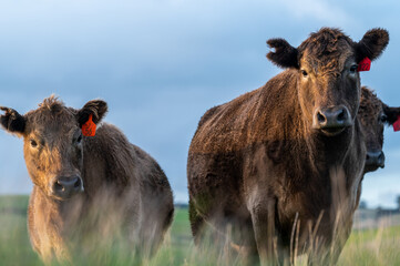 Close up of Angus and Murray Grey Cows eating long pasture in Australia