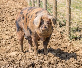 Gloucestershire Old Spots pig an english breed of pig with black spots