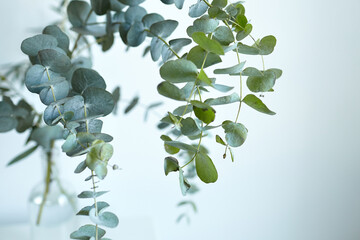 Eucalyptus leaves on white wall background. Fresh green eucalyptus branch © mikeosphoto