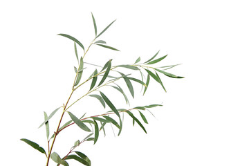 Eucalyptus leaves isolated on white background. Green eucalyptus branch