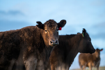 Close up of Angus and Murray Grey Cows eating long pasture in Australia