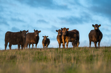 Close up of Angus and Murray Grey Cows eating long pasture in Australia