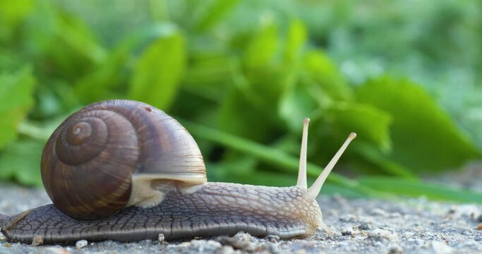 Close-up of a snail crawling on the green surface