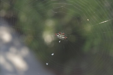 Gasteracantha cancriformis o Araña Tejedora Espinosa