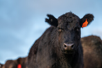 Close up of Angus and Murray Grey Cows , in golden light.